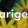 tafelbanner 2025 Nederlands - meerjarige planten