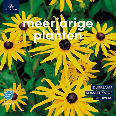 zeildoek 2025 Nederlands - meerjarige planten