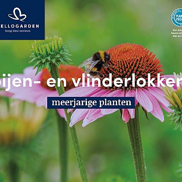 displaybord 2025 Nederlands - bijen- en vlinderlokkers