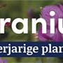 tafelbanner 2025 Nederlands - geranium