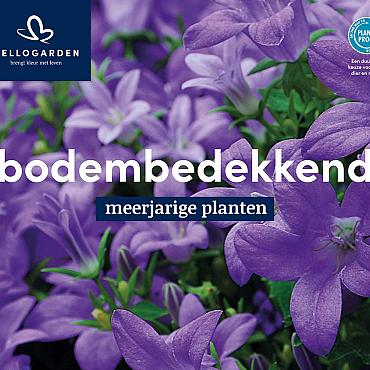 displaybord 2025 Nederlands - bodembedekkend