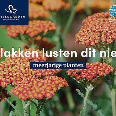displaybord 2025 Nederlands - slakken lusten dit niet