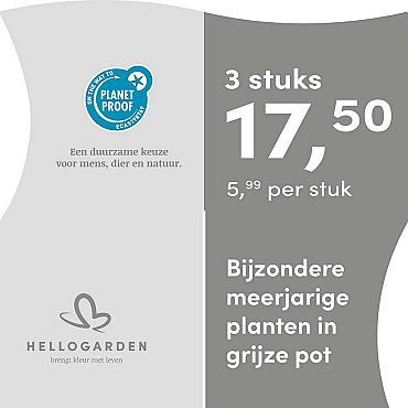 prijsmolen 2025 Nederlands - grijze pot 5,99 per stuk - 3 stuks 17,50