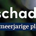 tafelbanner 2025 Nederlands - <strong>schaduw</strong>