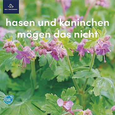 zeildoek 2025 Duits - hasen und kaninchen mögen das nicht
