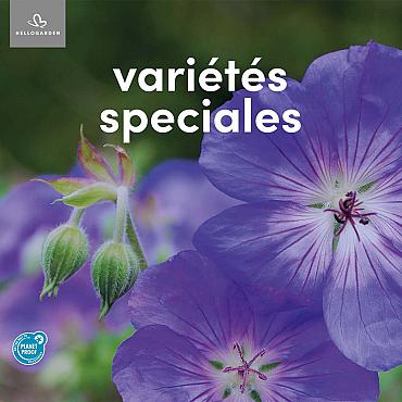 zeildoek 2025 Frans - variétés speciales