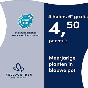 prijsmolen 2025 Nederlands - blauwe pot 4,50 per stuk - 5 halen, 6e gratis