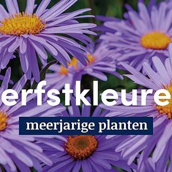 displaybord 2025 Nederlands - herfstkleuren