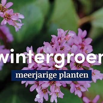displaybord 2025 Nederlands - wintergroen