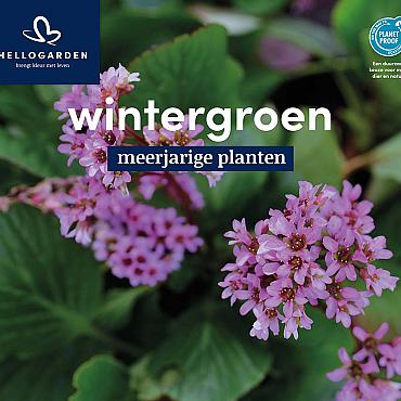 displaybord 2025 Nederlands - wintergroen