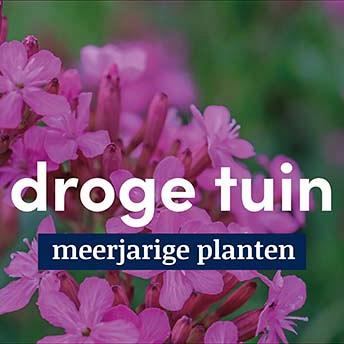 displaybord 2025 Nederlands - droge tuin