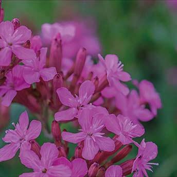 displaybord 2025 Nederlands - droge tuin
