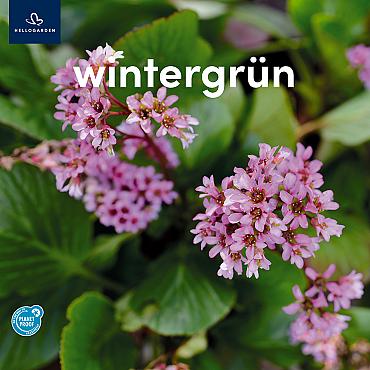 zeildoek 2025 Duits - wintergrün