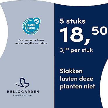 prijsmolen 2025 Nederlands - blauwe pot 3,99 per stuk - 5 stuks 18,50
