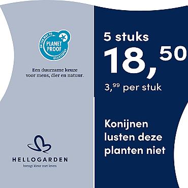prijsmolen 2025 Nederlands - blauwe pot 3,99 per stuk - 5 stuks 18,50