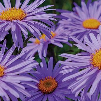 displaybord Bricks Pro 2025 Nederlands - herfstkleuren