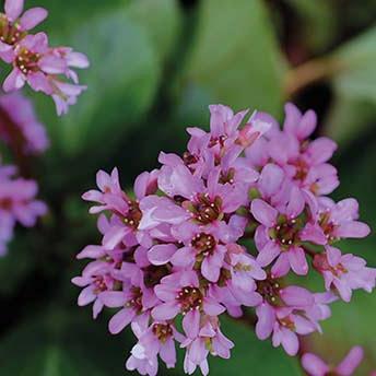 displaybord Bricks Pro 2025 Nederlands - wintergroen