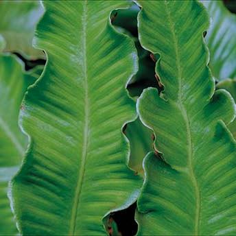 displaybord Bricks Pro 2025 Nederlands - natte tuin