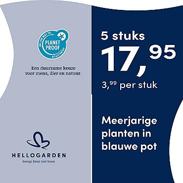 prijsmolen 2025 Nederlands - blauwe pot 3,99 per stuk - 5 stuks 17,95