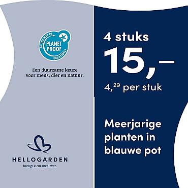 prijsmolen 2025 Nederlands - blauwe pot 4,29 per stuk - 4 stuks 15,-