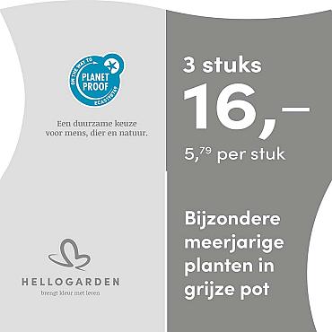 prijsmolen 2025 Nederlands - grijze pot 5,79 per stuk - 3 stuks 16,-