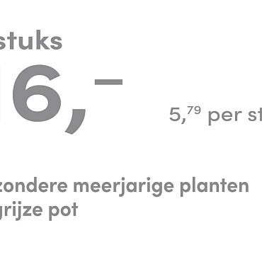 prijskaart 2025 Nederlands - grijze pot 5,79 per stuk - 3 stuks 16,-