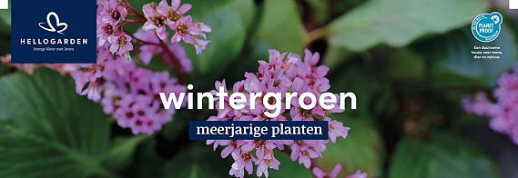 displaybord 2025 Nederlands - wintergroen