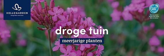 displaybord 2025 Nederlands - droge tuin