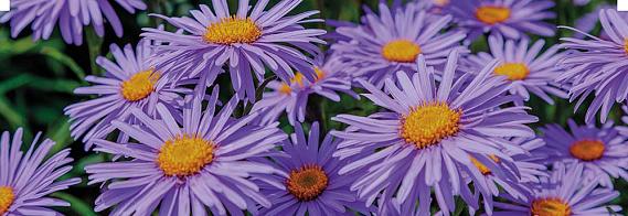 displaybord Bricks Pro 2025 Nederlands - herfstkleuren