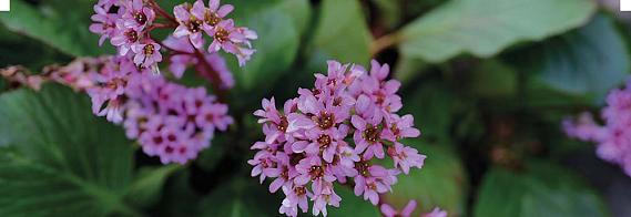 displaybord Bricks Pro 2025 Nederlands - wintergroen