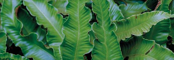 displaybord Bricks Pro 2025 Nederlands - natte tuin