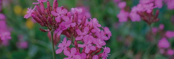 displaybord Bricks Pro 2025 Nederlands - droge tuin