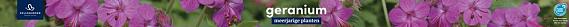 tafelbanner 2025 Nederlands - geranium