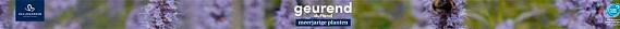 tafelbanner 2025 Nederlands-Duits - geurend | duftend