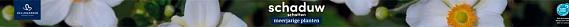 tafelbanner 2025 Nederlands-Duits - schaduw | schatten