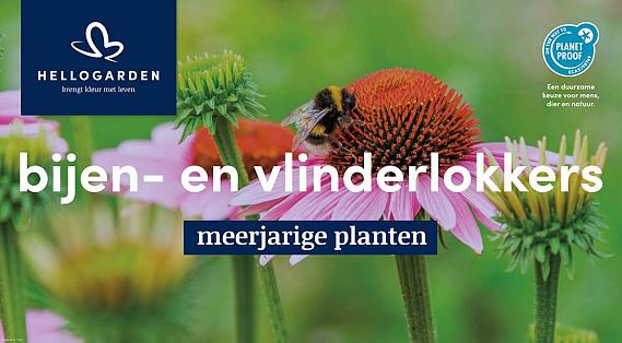displaybord 2025 Nederlands - bijen- en vlinderlokkers