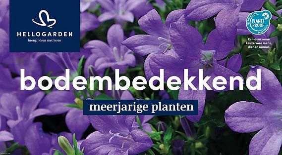 displaybord 2025 Nederlands - bodembedekkend