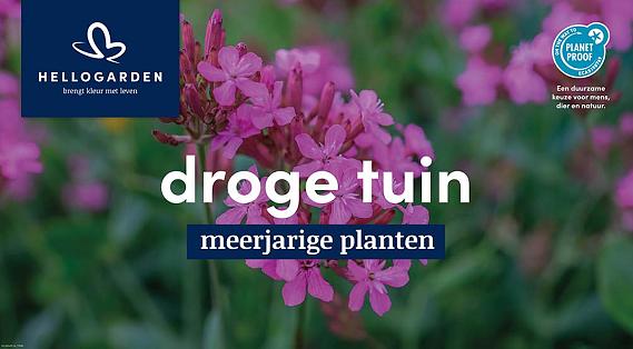 displaybord 2025 Nederlands - droge tuin