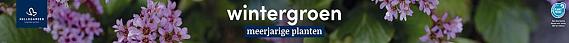 tafelbanner 2025 Nederlands - wintergroen