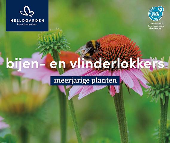 displaybord 2025 Nederlands - bijen- en vlinderlokkers