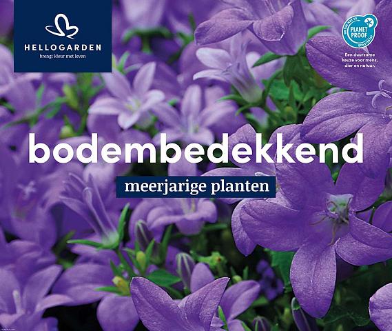 displaybord 2025 Nederlands - bodembedekkend