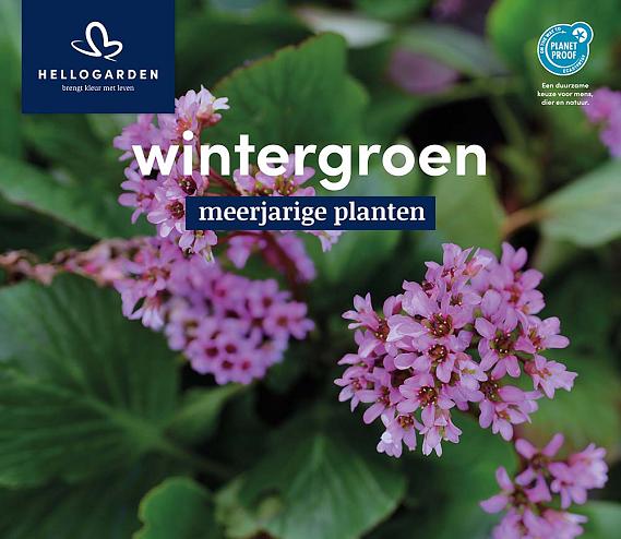 displaybord 2025 Nederlands - wintergroen