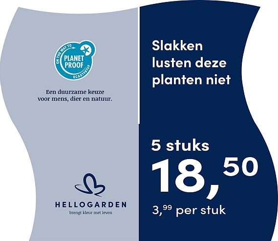 prijsmolen 2025 Nederlands - blauwe pot 3,99 per stuk - 5 stuks 18,50