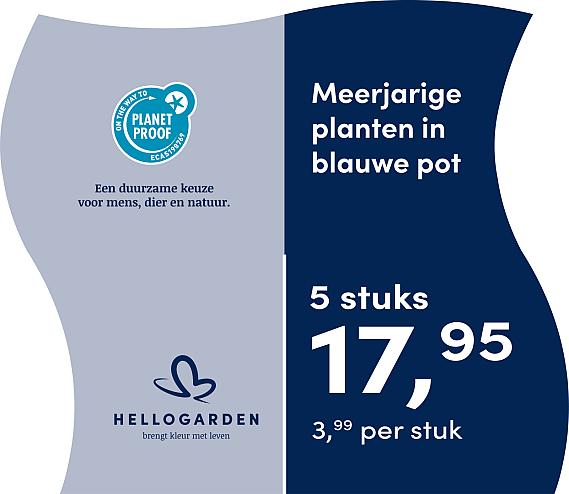prijsmolen 2025 Nederlands - blauwe pot 3,99 per stuk - 5 stuks 17,95