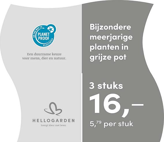 prijsmolen 2025 Nederlands - grijze pot 5,79 per stuk - 3 stuks 16,-