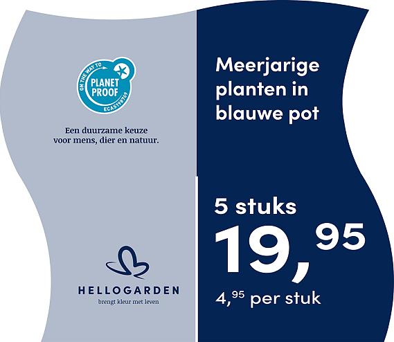 prijsmolen 2025 Nederlands - blauwe pot 4,95 per stuk - 5 stuks 19,95