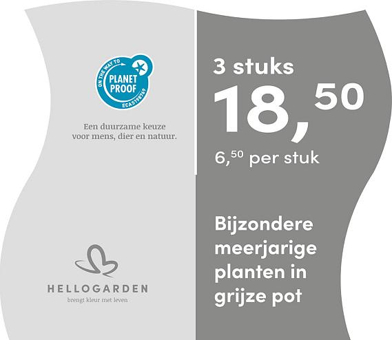 prijsmolen 2025 Nederlands - grijze pot 6,50 per stuk - 3 stuks 18,50
