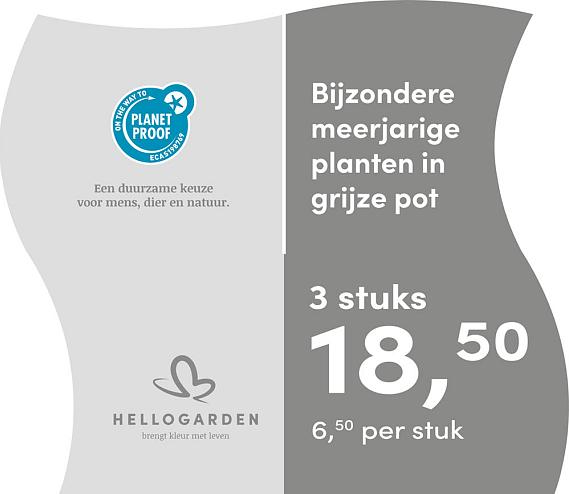 prijsmolen 2025 Nederlands - grijze pot 6,50 per stuk - 3 stuks 18,50