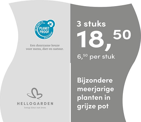 prijsmolen 2025 Nederlands - grijze pot 6,50 per stuk - 3 stuks 18,50
