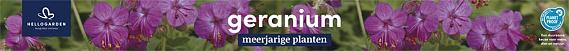 tafelbanner 2025 Nederlands - geranium